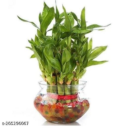 Full grown 18 sticks two layer lucky bamboo plant | indoor plants | live plants | bamboo tree